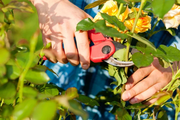 Bahçe işi yapan kadın — Stok fotoğraf