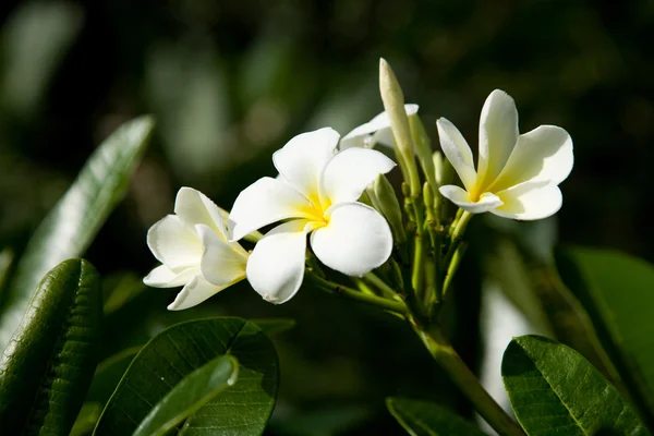 stock image Beautiful flower