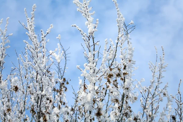 Stock image Trees in winter