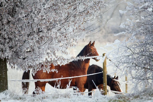 stock image Two horses standing on a field