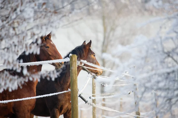 stock image Two horses standing on a field