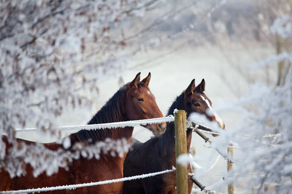 Две лошади стоят на поле — стоковое фото