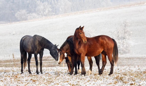 stock image Two horses standing on a field