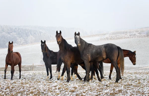 Stock image Two horses standing on a field