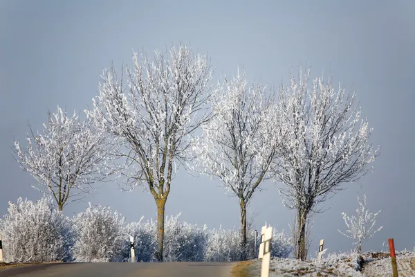 Trees in winter Stock Photo