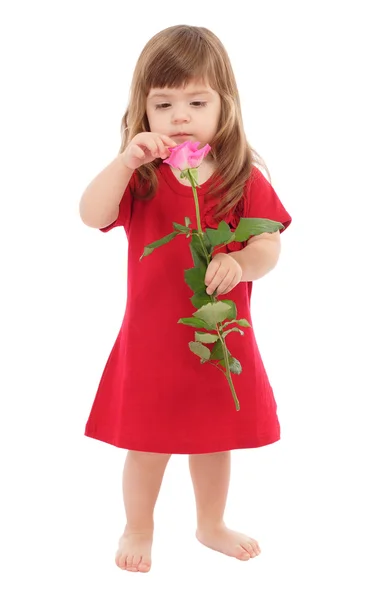 Маленька Дитина Торкається Рожевої Троянди Ізольована Білому — стокове фото