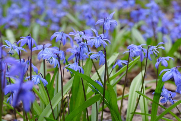 stock image Spring flowers bluebells in the forest