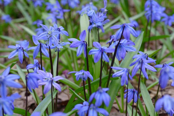 stock image Spring flowers bluebells in the forest