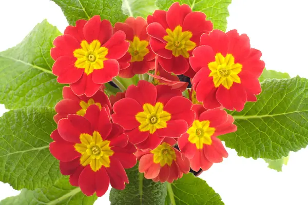 Red Primrose Isolated White Royalty Free Stock Images