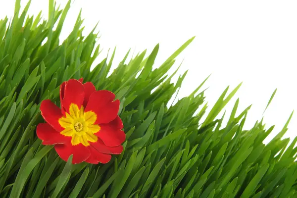 緑の芝生に赤いプリムローズ ロイヤリティフリーのストック画像