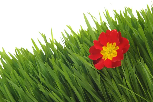 白で隔離される緑の芝生に赤いプリムローズ ストックフォト