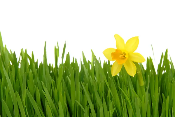 Daffodil na grama verde Fotos De Bancos De Imagens Sem Royalties