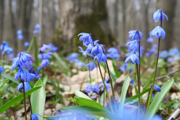 Flores Primavera Sinos Azuis Floresta Fotografia De Stock