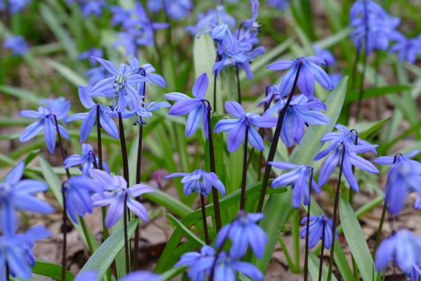 Spring Flowers Bluebells Forest Royalty Free Stock Photos