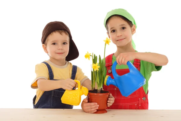 Bambini piccoli che si prendono cura del narciso in vaso — Foto Stock