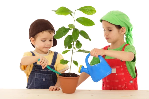 小さな子供たち 白で隔離される植物の世話 — ストック写真