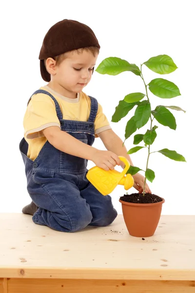 Kleine Jongen Drenken Plant Met Gele Kan Glimlachen Geïsoleerd Wit — Stockfoto