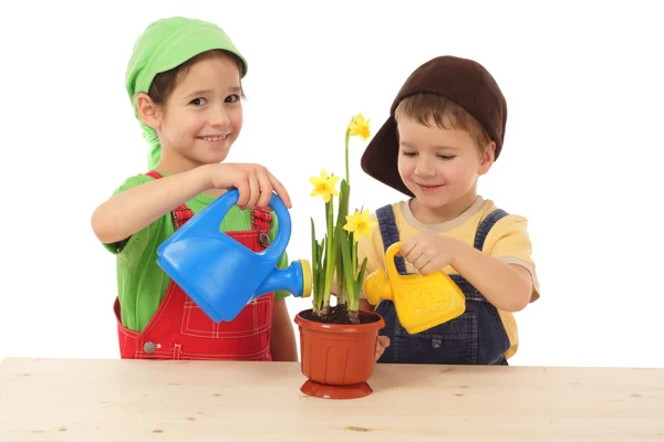 Little children caring for potted narcissus — Stock Photo, Image