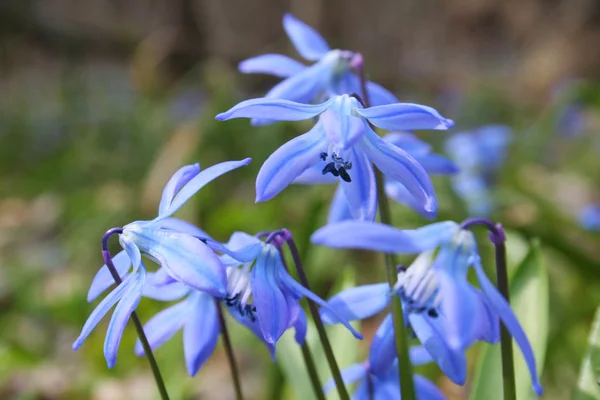 stock image Spring flowers bluebells in the forest