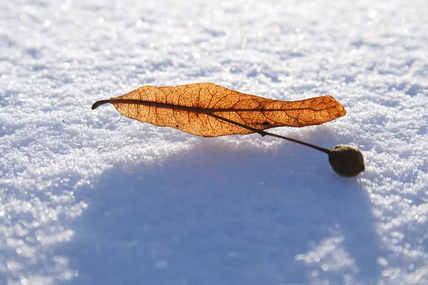 Close-up of linden seeds on the snow — Stock Photo, Image