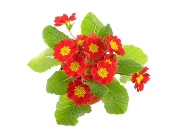 Stock image Red potted primrose