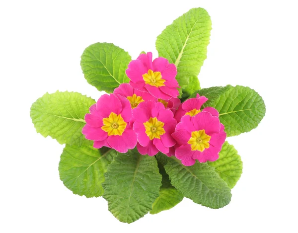 Stock image Pink primrose, above view, isolated on white