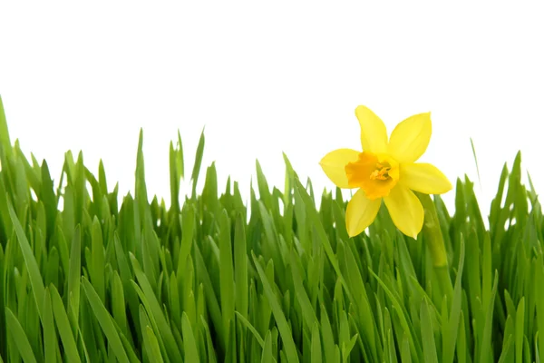 Daffodil na grama verde — Fotografia de Stock
