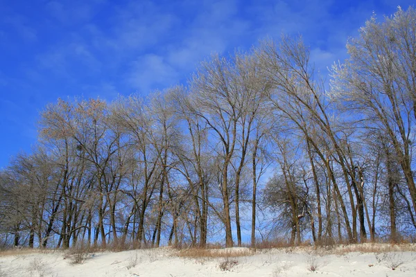 Ramos Árvores Cobertos Geada Branca Contra Céu Azul — Fotografia de Stock