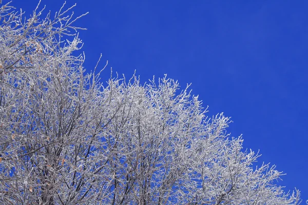 Drzewo Gałęzie Pokryte Białym Mrozem Błękitne Niebo — Zdjęcie stockowe