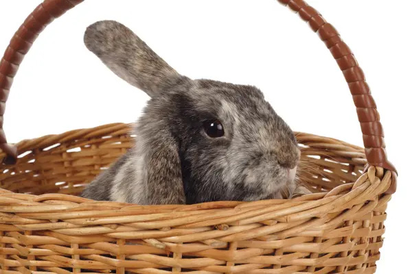 Easter Bunny Basket Stock Picture