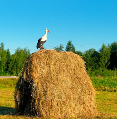 Early in the morning stork standing on a haystack clipart