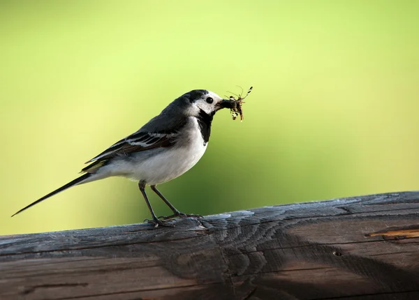 Motacilla alba