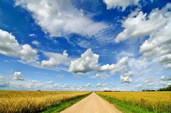 Сільський пейзаж з дорогою на пшеничному полі Ліцензійні Стокові Зображення