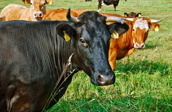 Koeien op de weide in Estland Rechtenvrije Stockfoto's