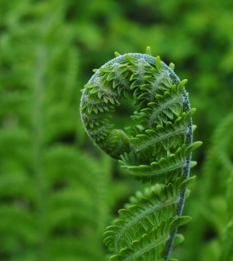 Fresh Green Fern Frond clipart