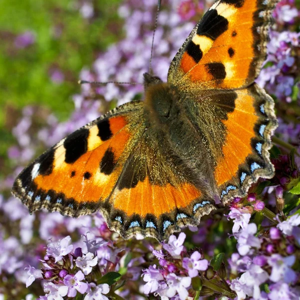 Stock image Butterfly