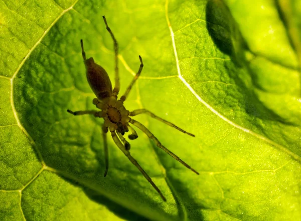 stock image Spider hiding behind a leaf