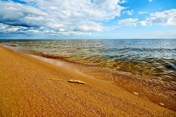 stock image Reed on the shore of Lake