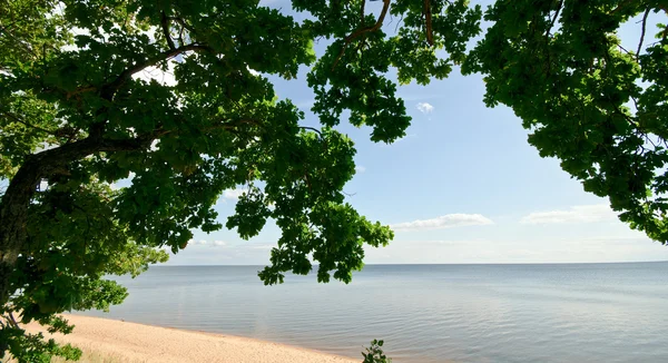 stock image Golden midday light at the lake shore