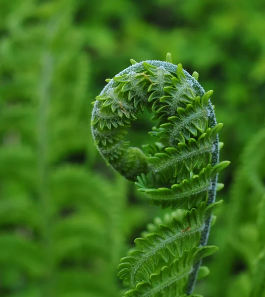 新鮮な緑のシダの葉状体 — ストック写真