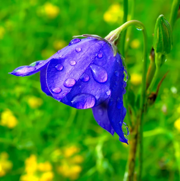 カンパニュラ rotundifolia - 鐘花 ロイヤリティフリーのストック画像