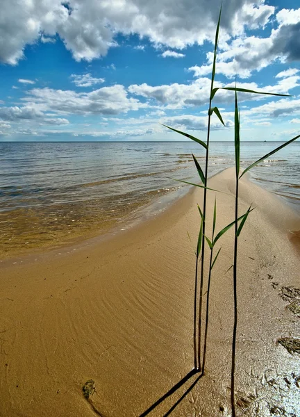湖の岸に提出する葦 ストック画像