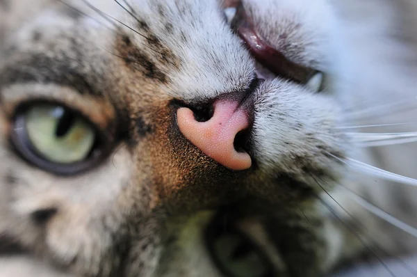 Düşük bir kedi yüz açısı Stok Resim