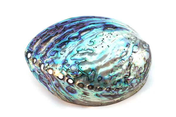 stock image Paua shell from New Zealand, isolated on white