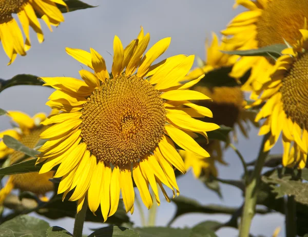 Makro Trieb Für Schöne Blumen — Stockfoto