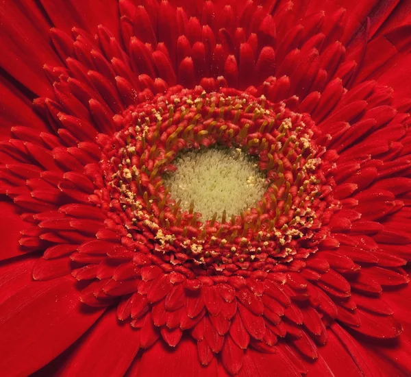 Gerbera rouge — Photo