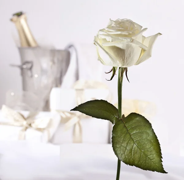 Macro Shoot Voor Mooie Bloemen — Stockfoto