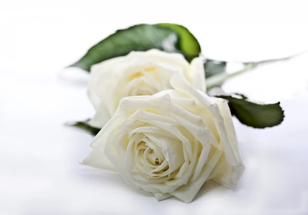Valkoiset ruusut — kuvapankkivalokuva