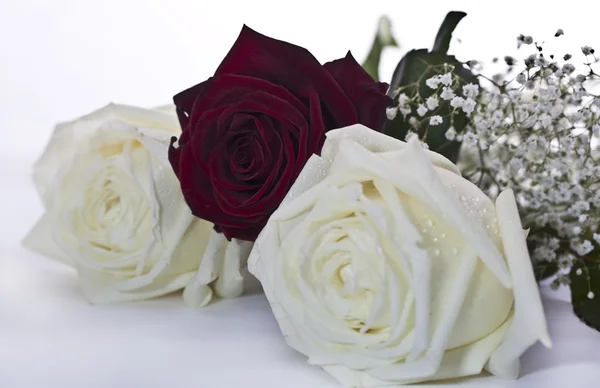 Rode en witte rozen — Stockfoto