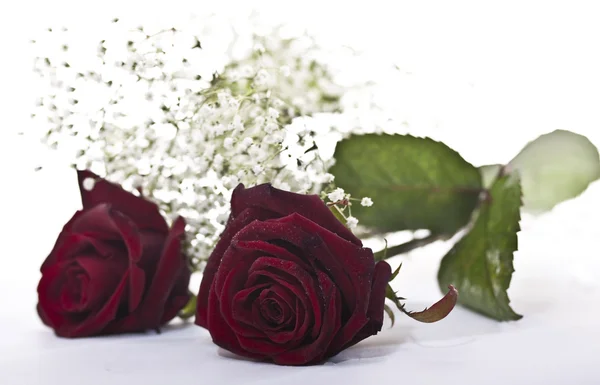 Rode en witte rozen — Stockfoto